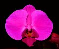 Phal. [I-Hsin Madame x Ching Hua Magic] 'Angel Orchids'